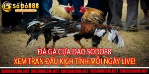 Đá Gà Cựa Dao Sodo88 - Xem Trận Đấu Kịch Tính Mỗi Ngày Live!