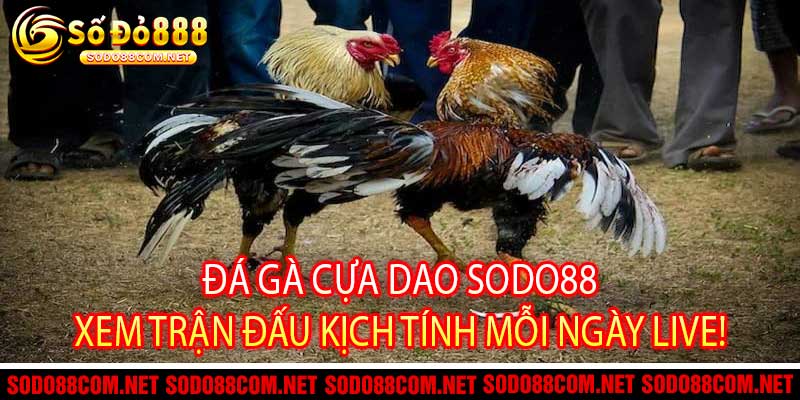 Đá Gà Cựa Dao Sodo88 - Xem Trận Đấu Kịch Tính Mỗi Ngày Live!